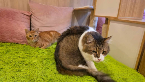 #大阪 #難波#なんば #猫カフェ#猫カフェ#保護猫カフェ猫の恵庭