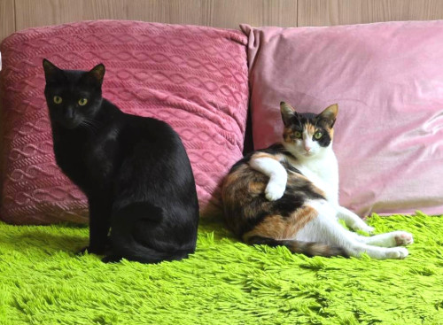 #大阪 #難波#なんば #猫カフェ#猫カフェ#保護猫カフェ猫の恵庭