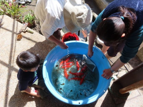 金魚大丈夫.jpg