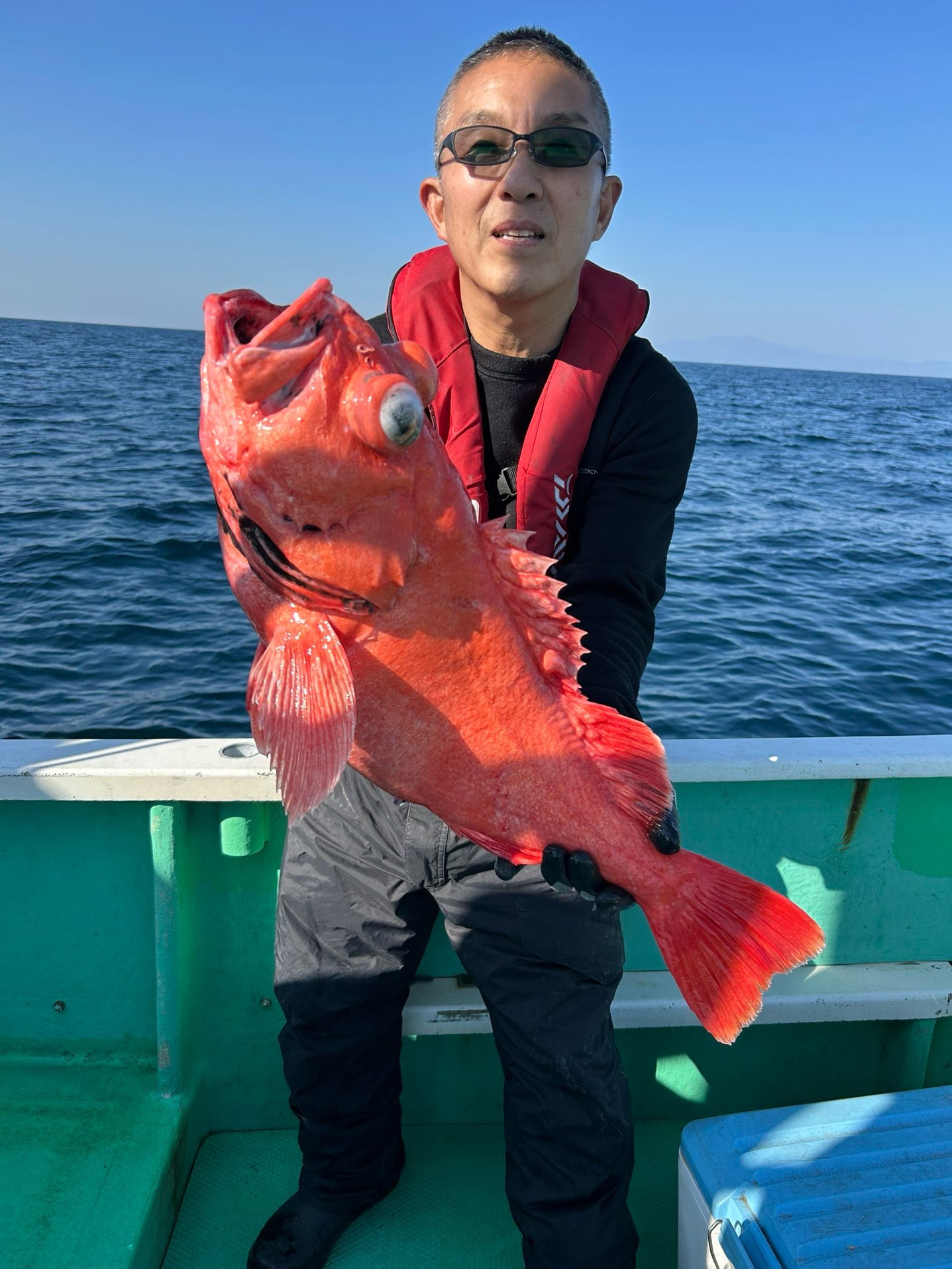 ベニアコウ 本命浮上㊗️