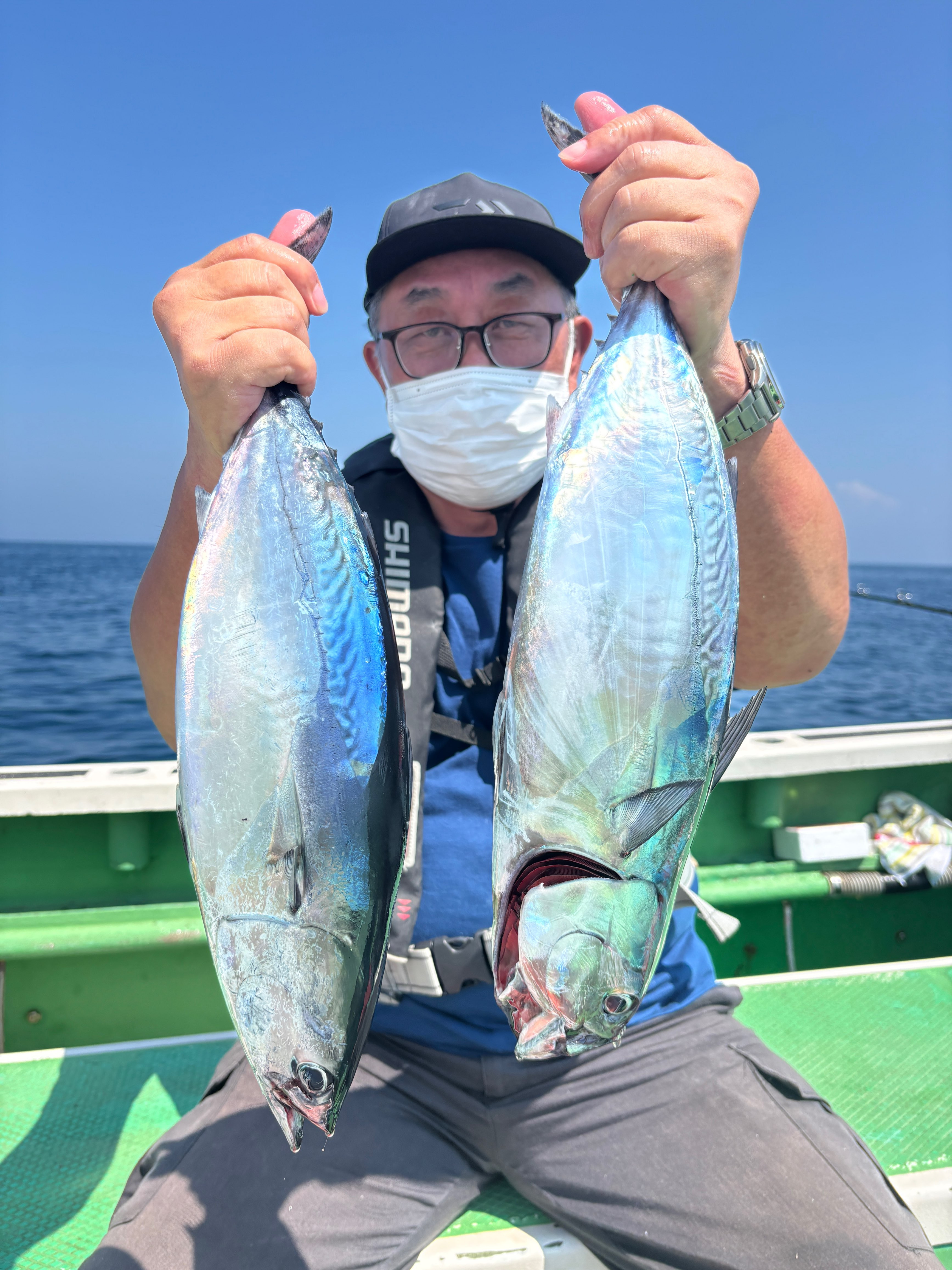 ヒラソウダ‼️ちょろちょろ