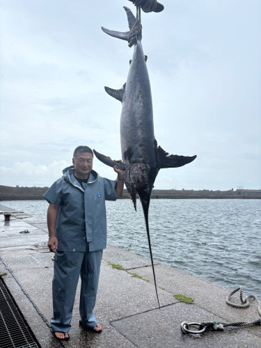 メカジキ 80kg‼️