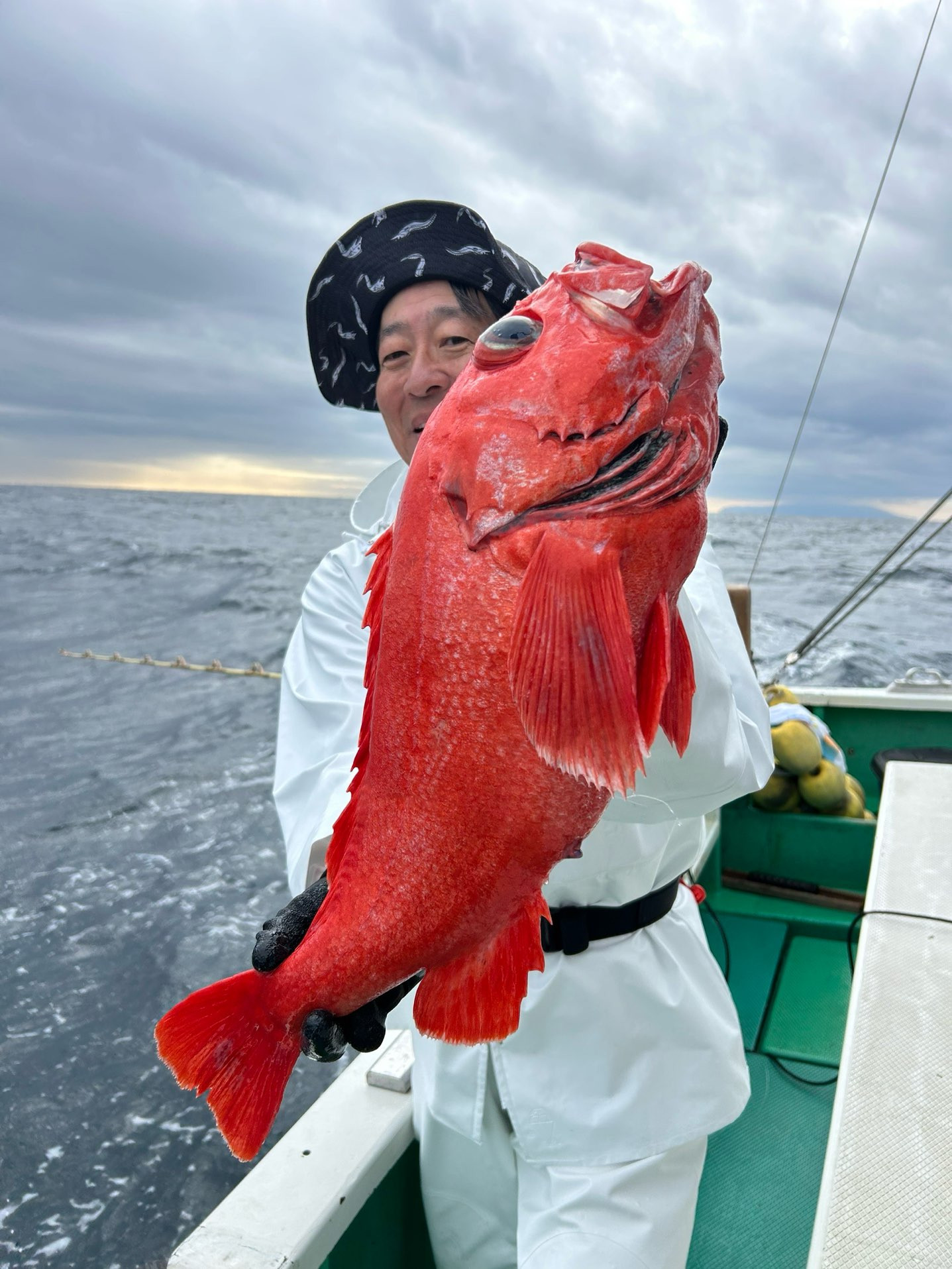 ベニアコウ 好調‼️