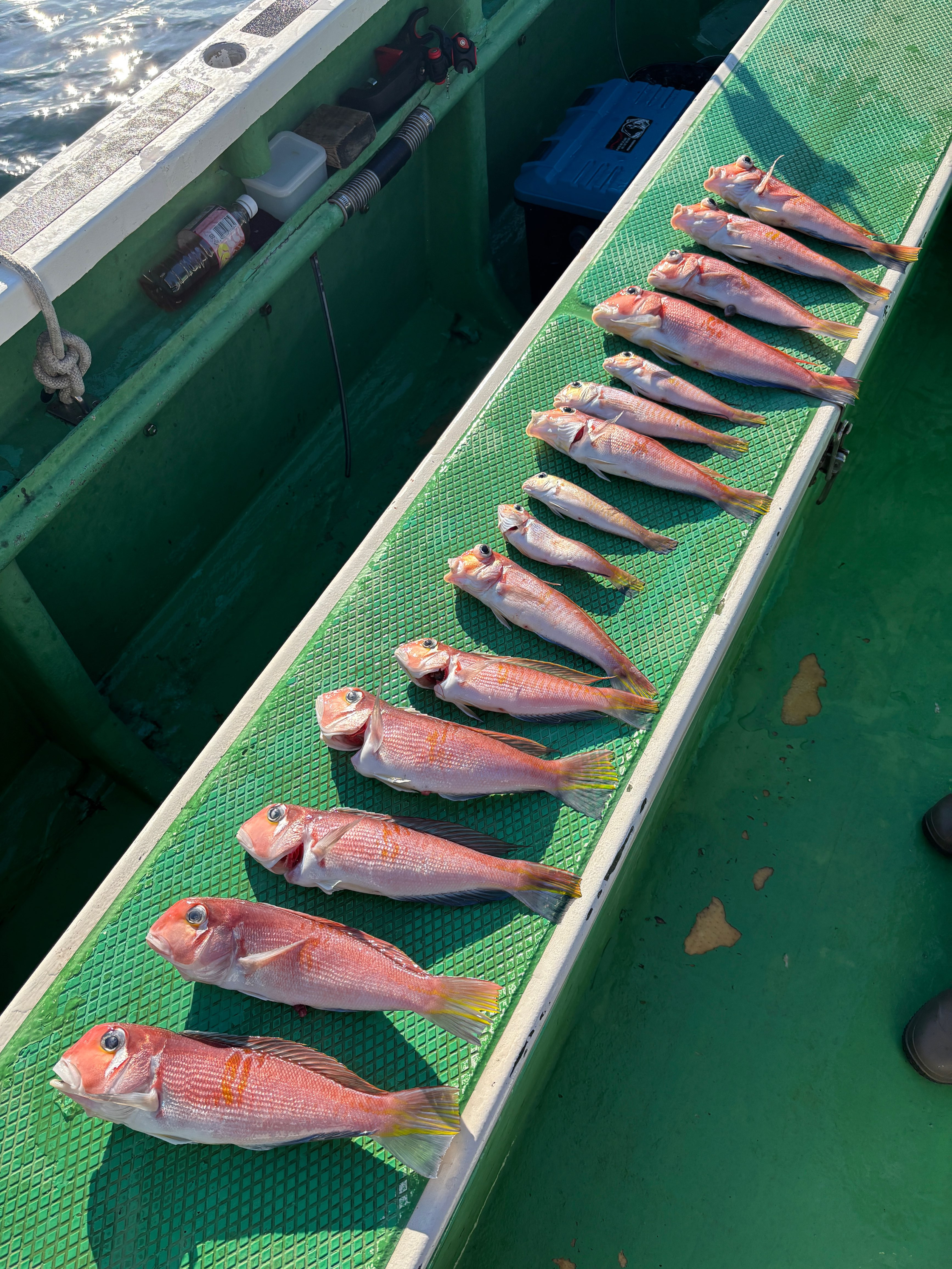 アマダイ トップ3匹が3名‼️