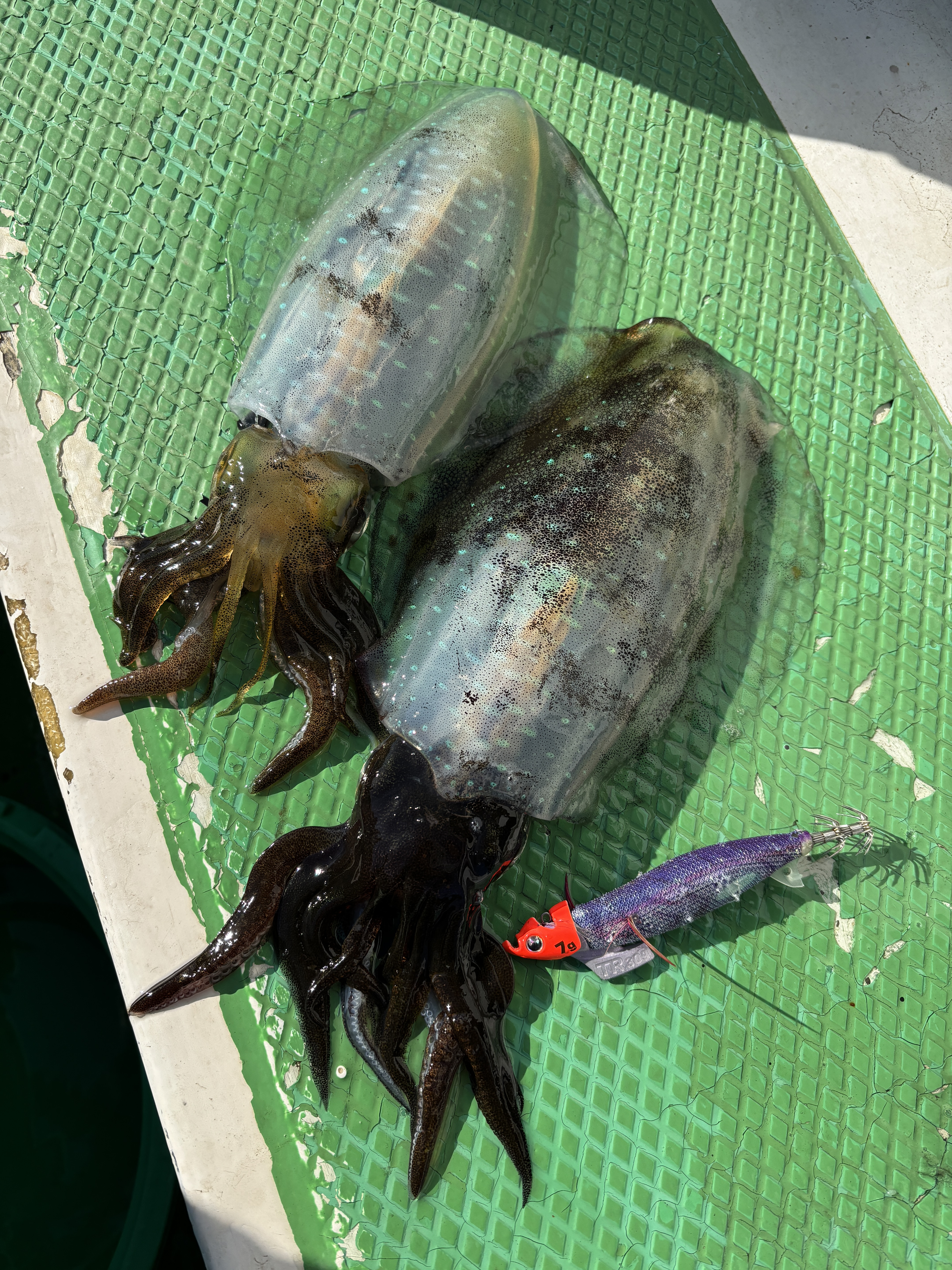 ティップラン トップ2杯‼️