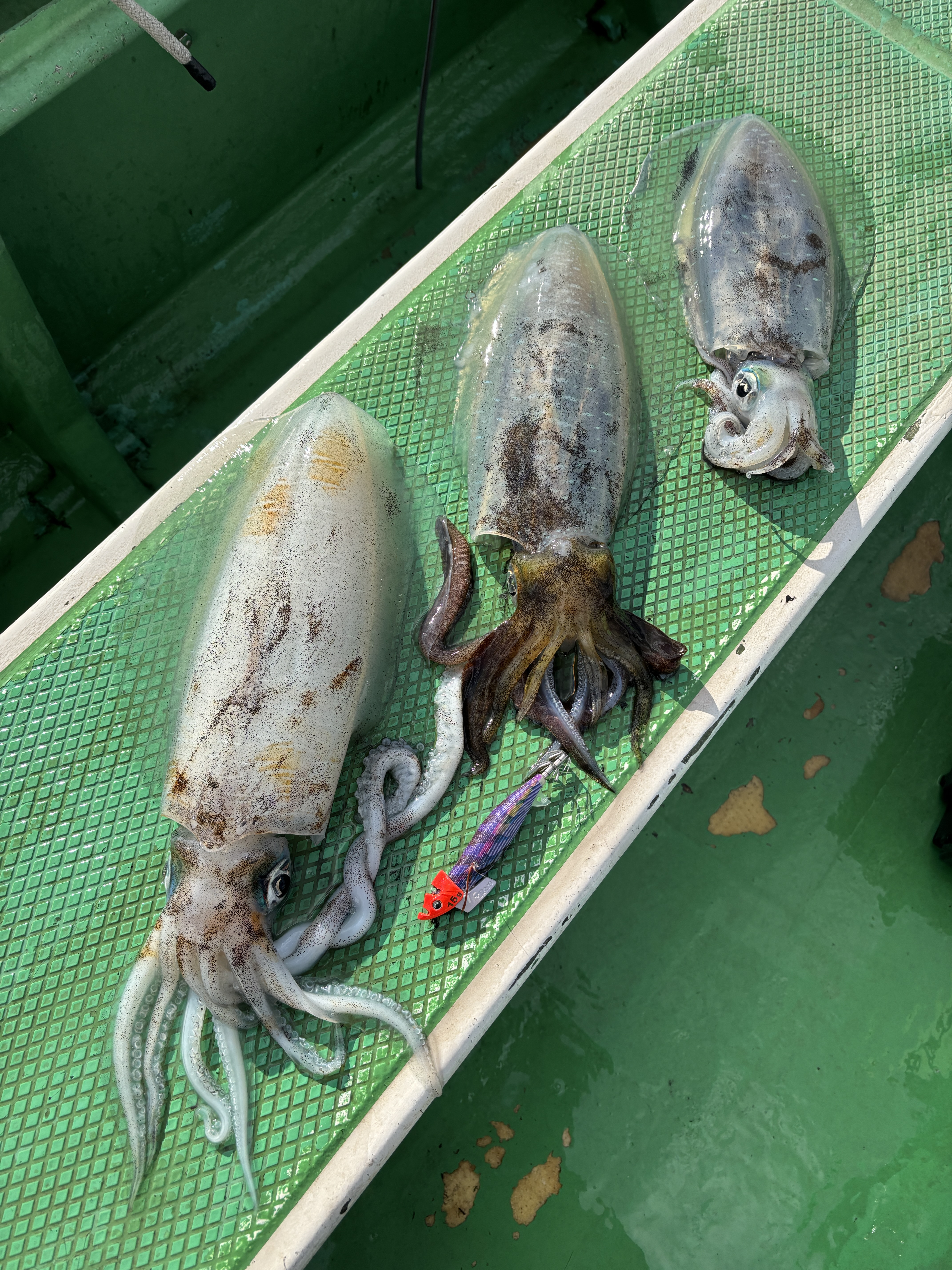 ティップラン トップ3杯‼️最大1.6kg🦑