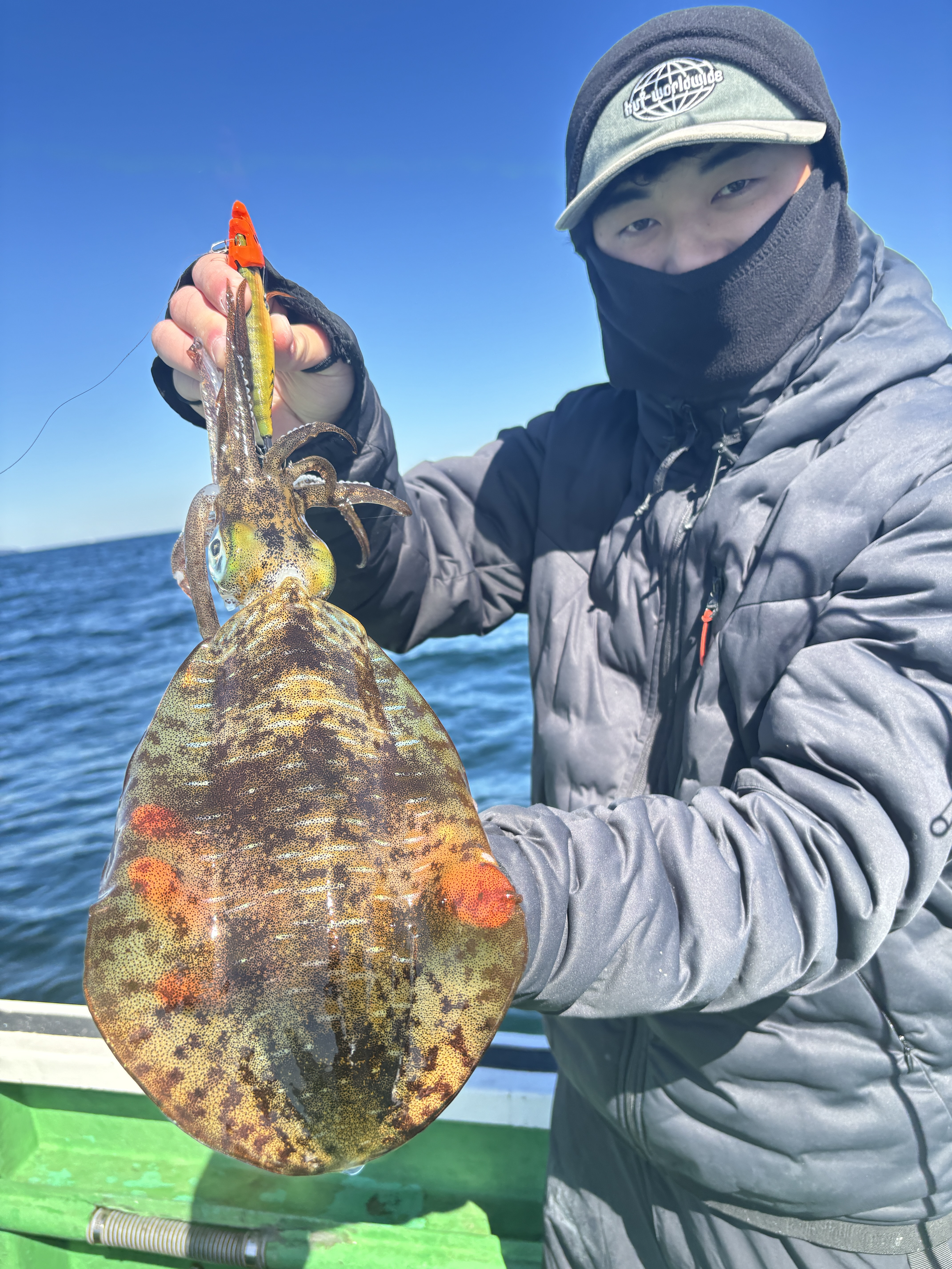 ティップラン トップ1杯‼️マルイカ多数