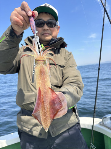 ティップラン マルイカのみ‼️