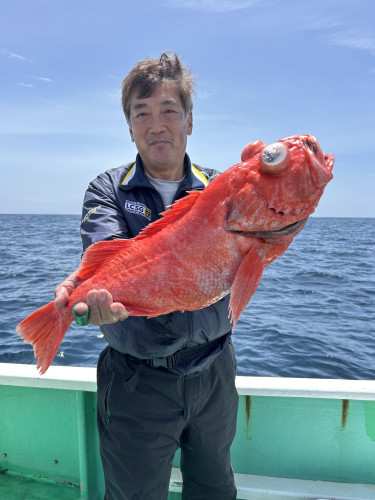 ベニアコウ 好調‼️