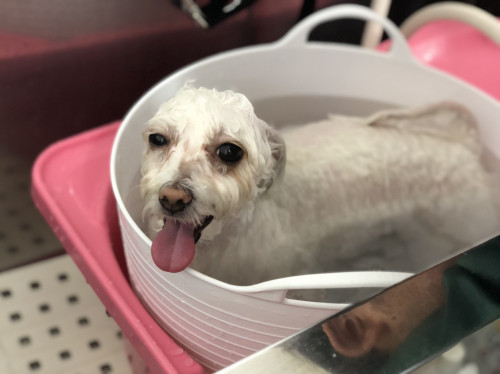 今なら炭酸スパも無料体験