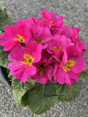 胃食道逆流症の主な原因