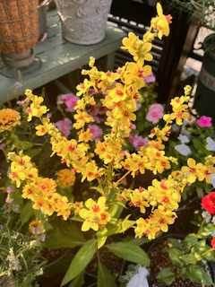 夏バテの漢方
