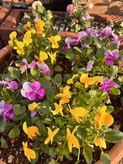 2種類の脂肪肝脂肪肝