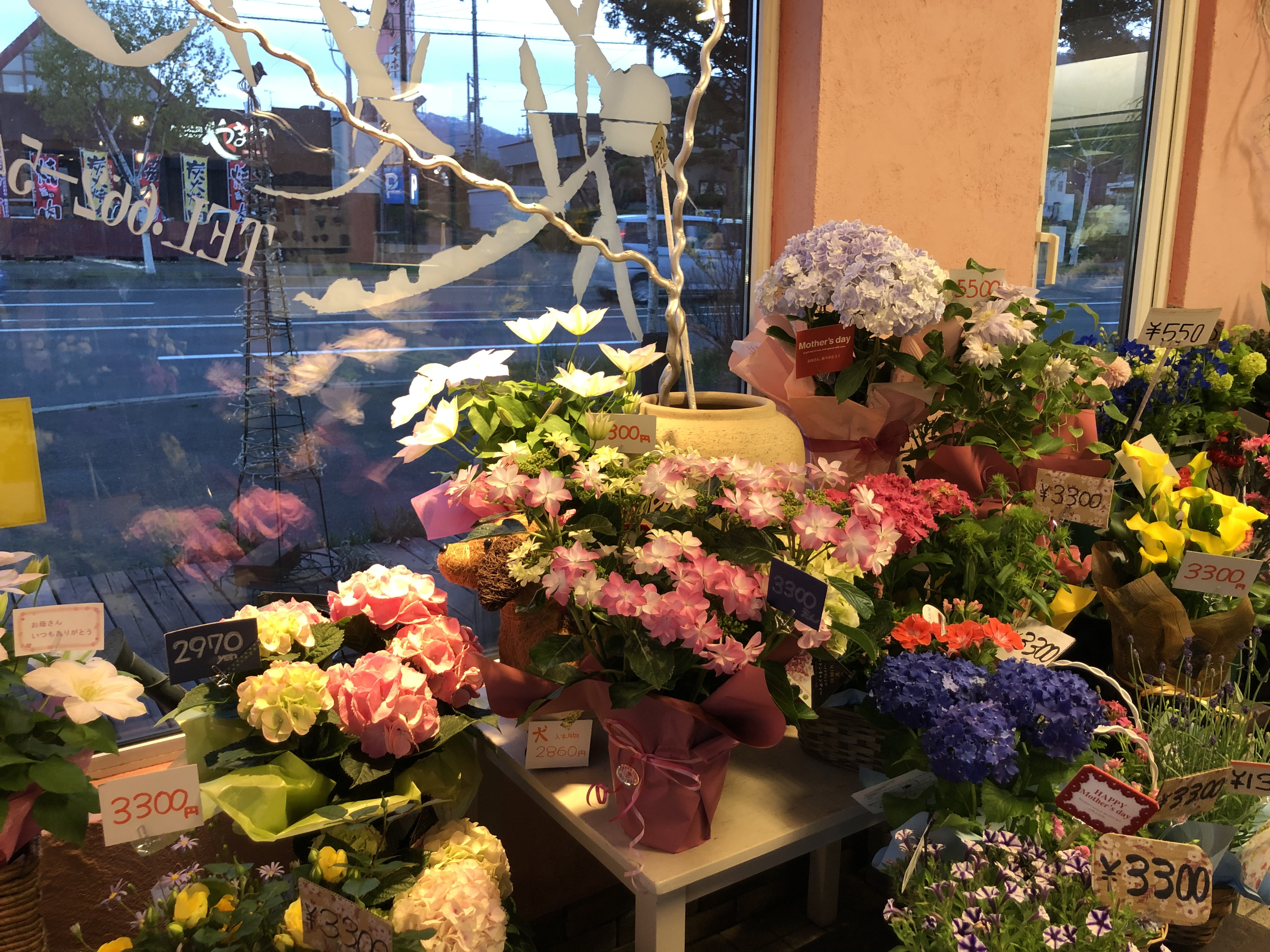 母の日　鉢植え