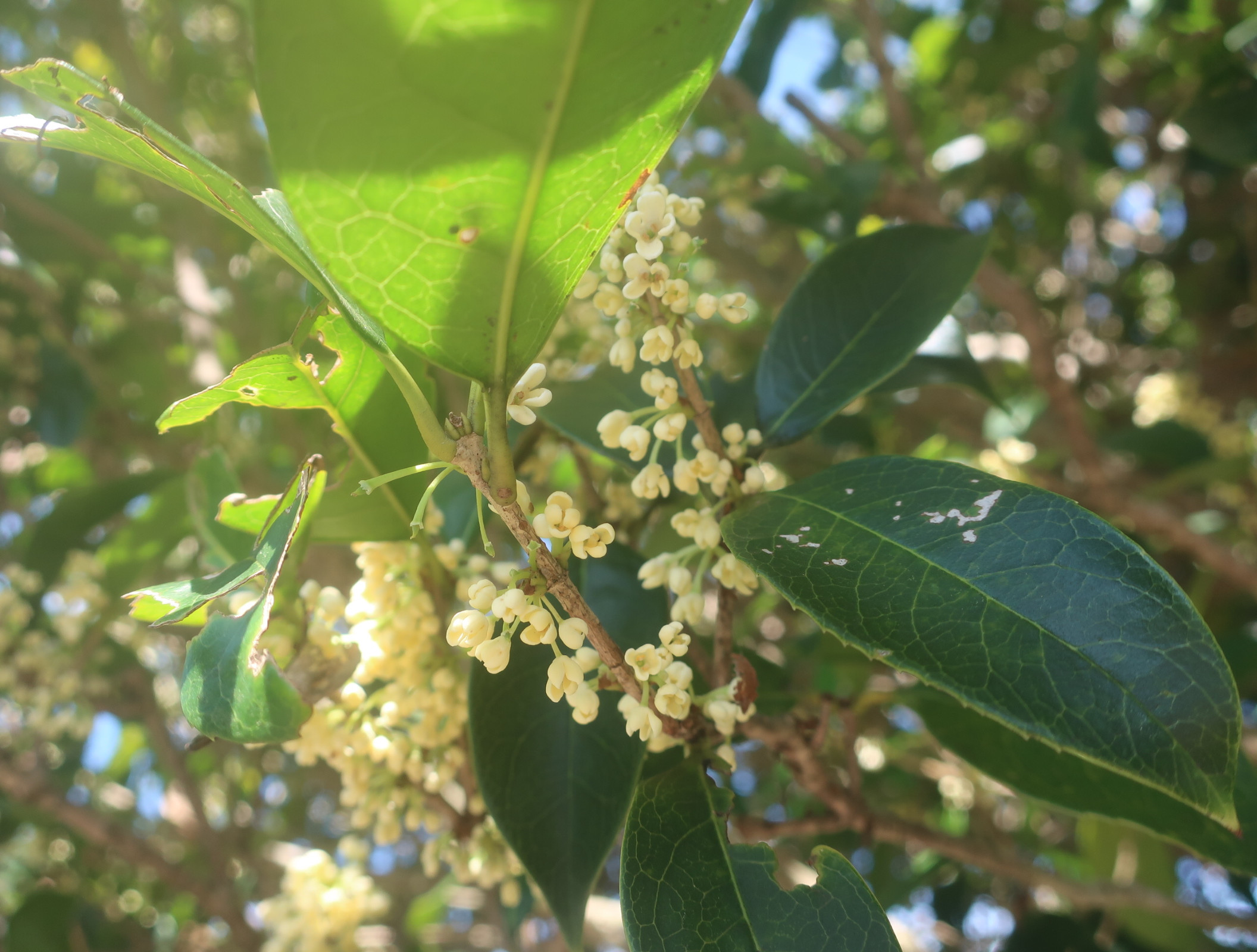 〖香水づくり〗ワークショップのお知らせ