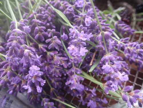 自律神経を整えるアロマテラピー