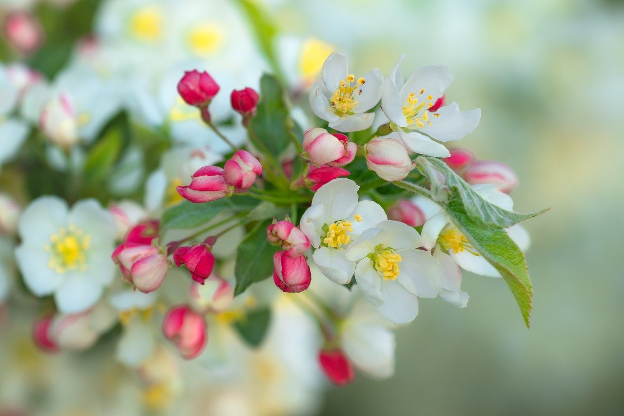 apple-blossoms-9568623_1280.jpg