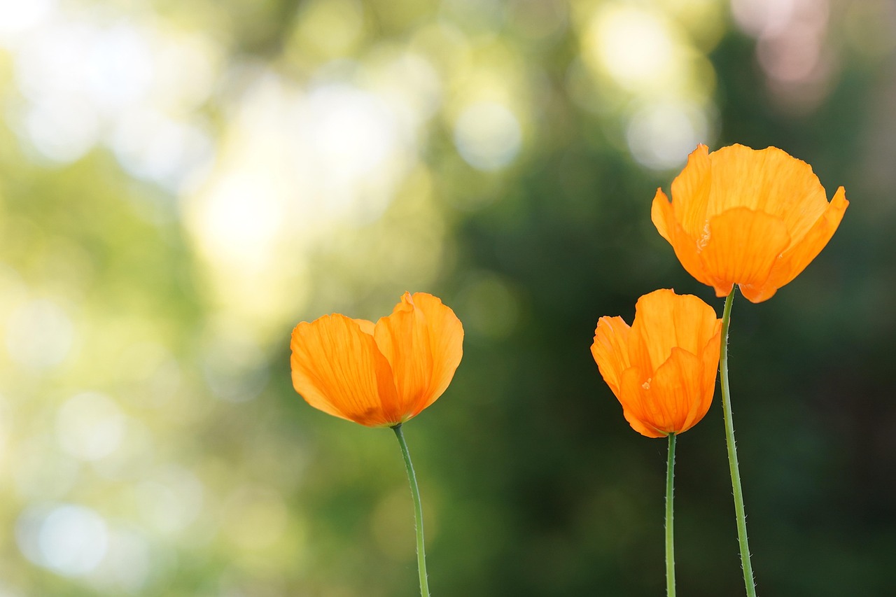 mariya_m-poppies-7140807_1280.jpg