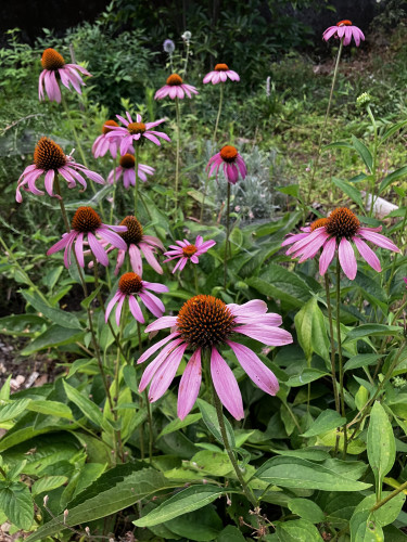 IMG_4196.jpeg
