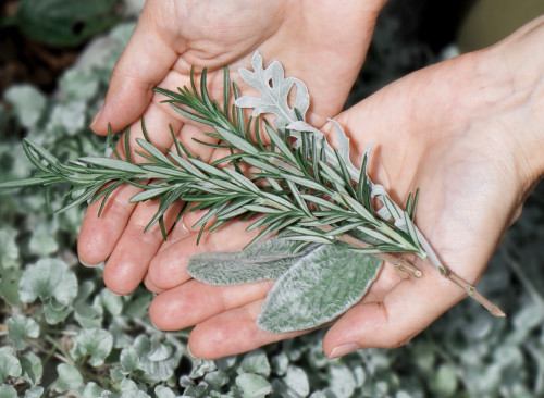 Aromatherapy <br>&<br> Herb Festa