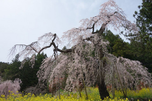 中津 しだれ桜.jpg