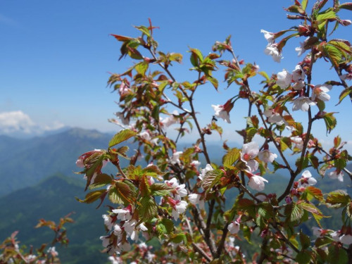 石鎚山 石鎚桜.jpg