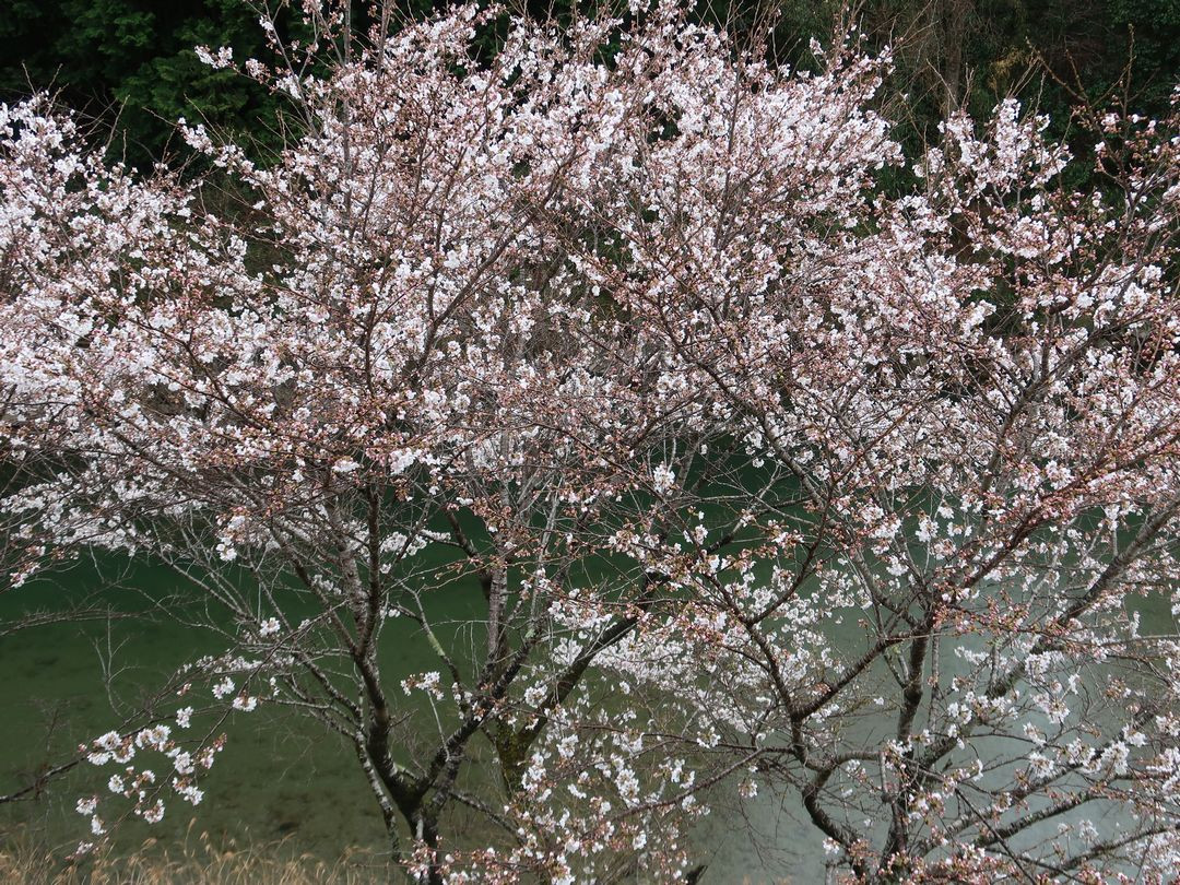 桜満開！久万高原と仁淀川町の桜・花桃情報2021