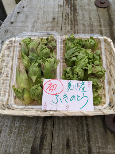 ふきのとう入りました🌸