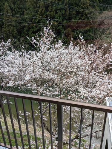 🌸🌸🌸