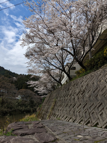 🌸桜満開です🌸
