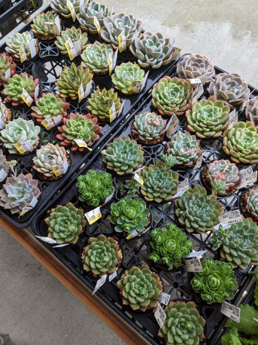 臨時休業のお知らせと多肉植物🌿