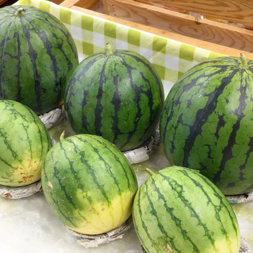 お茶で育てたスイカ🍉