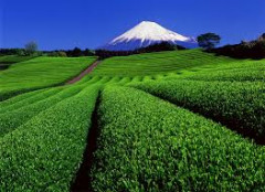 富士山と茶畑.png