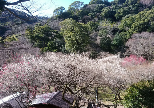 Tokiwagi Yokanten has a branch at　Atami Plum Garden