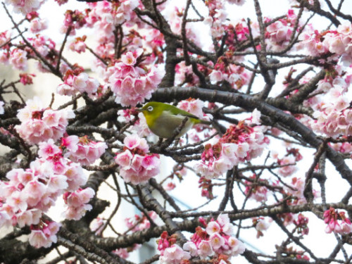 あたみ桜満開です