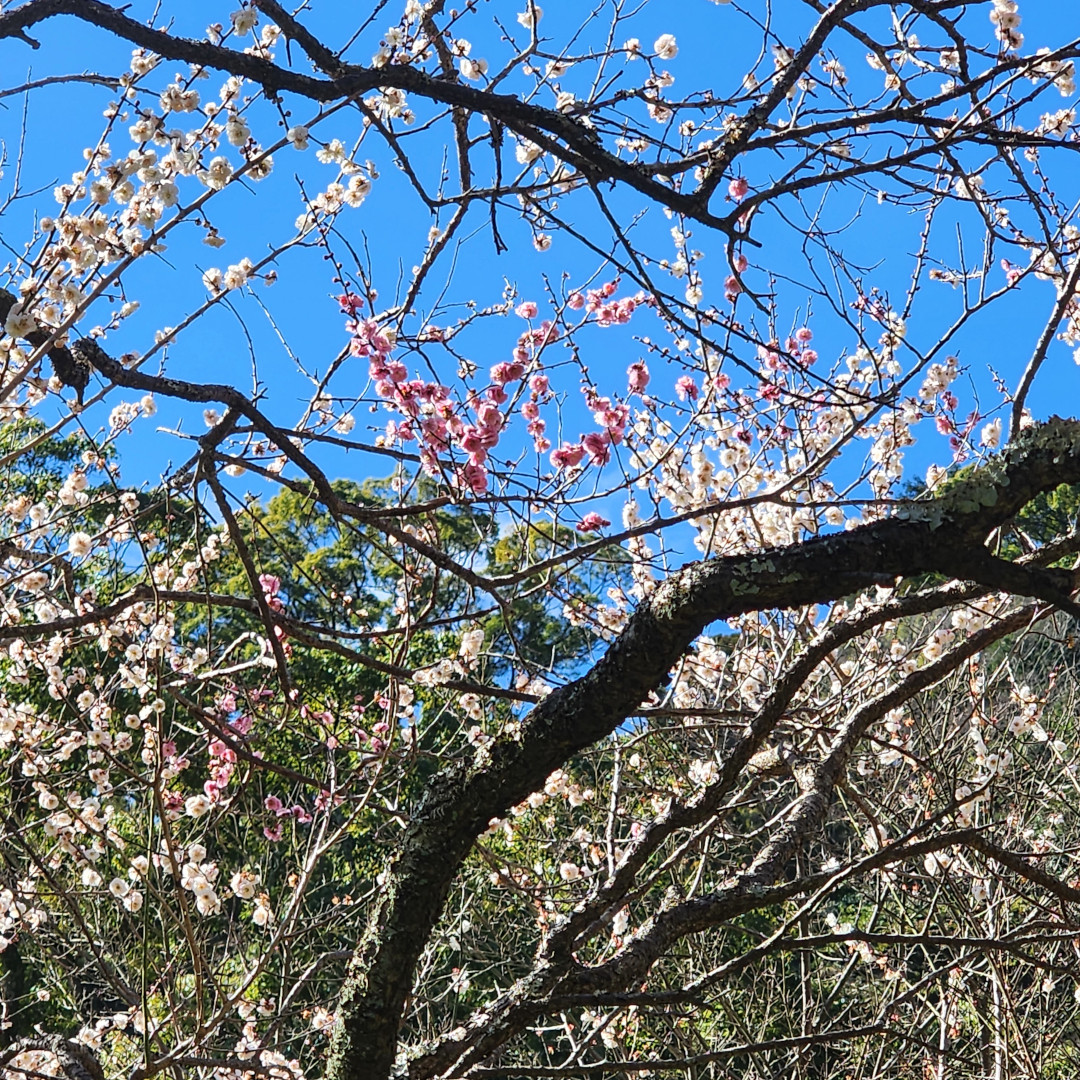 変わり種の梅が開花しました＠熱海梅園内梅ぞの支店
