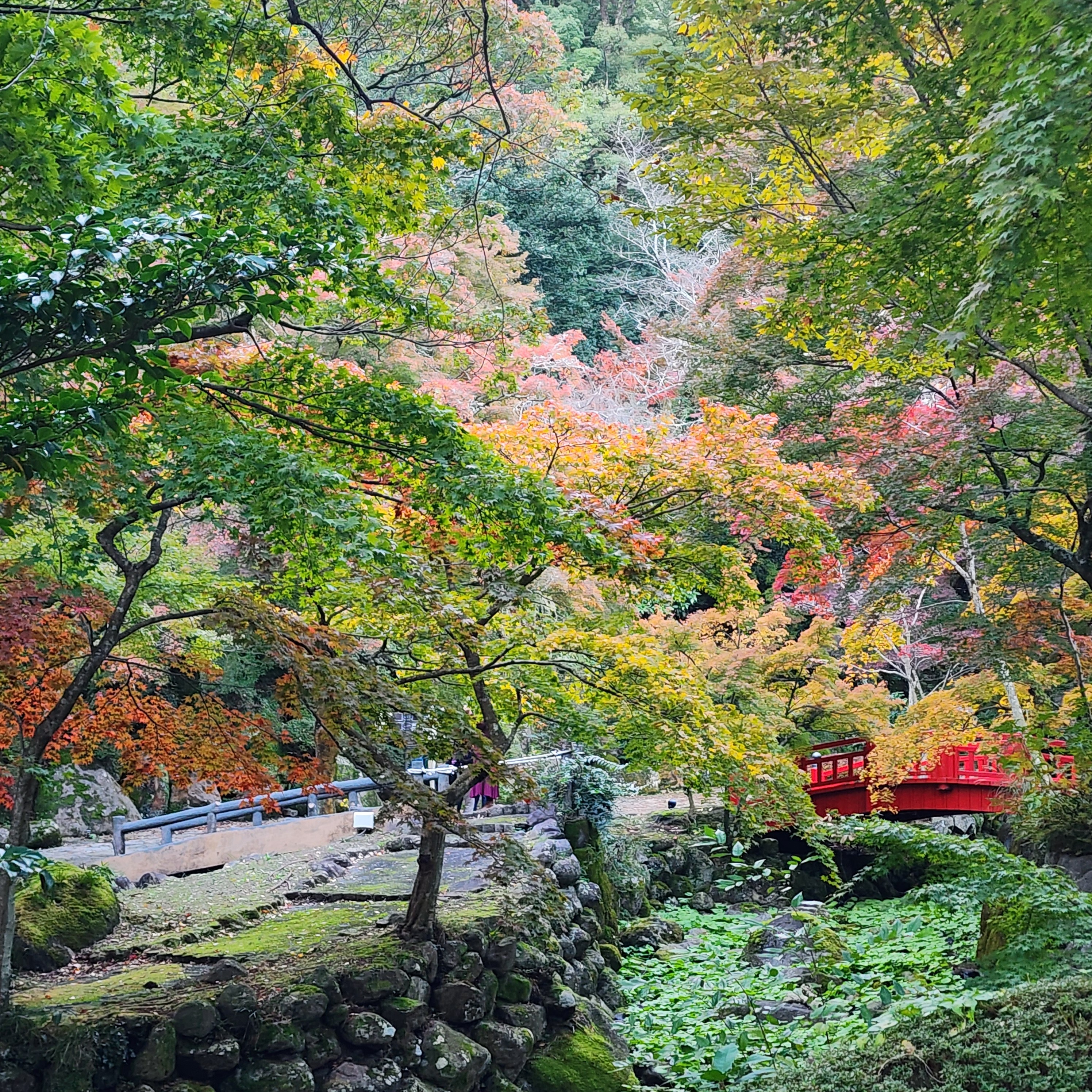 熱海梅園の紅葉が見頃です