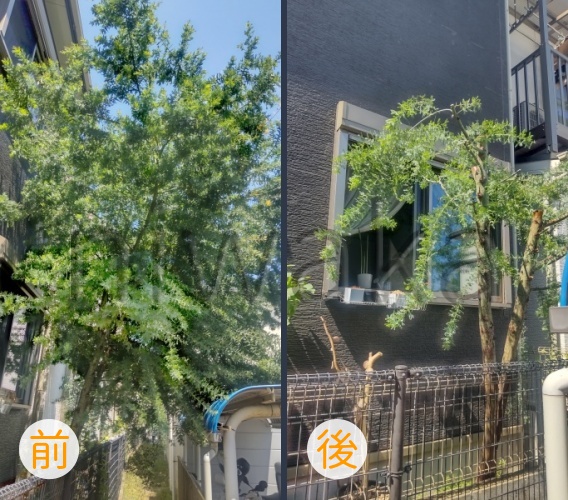 ミモザの剪定