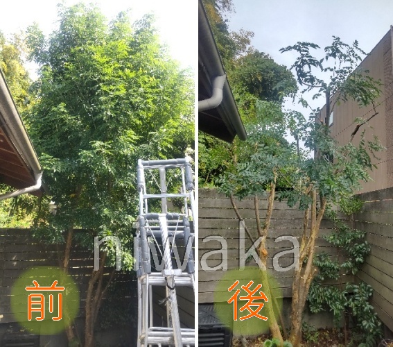 シマトネリコにご注意