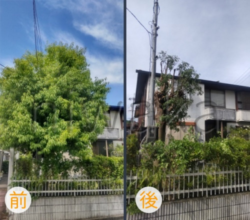 シラカシの剪定