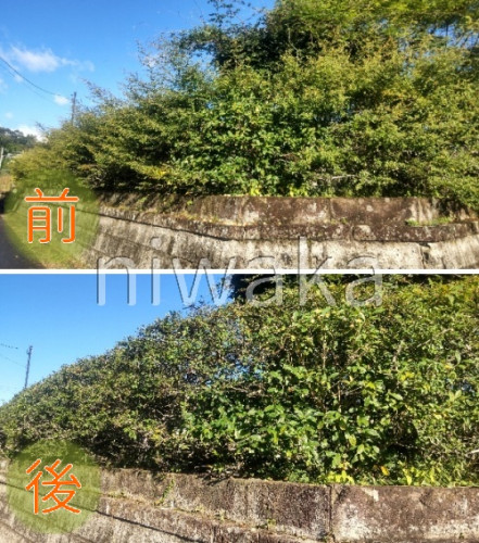 生垣剪定