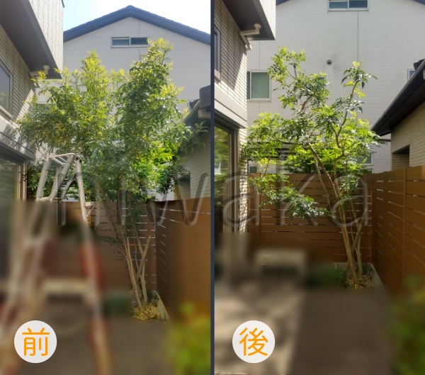 シマトネリコの剪定