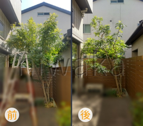 シマトネリコの剪定
