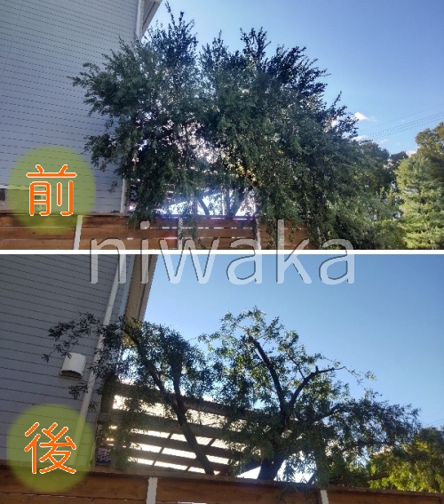 ブラシノキ剪定