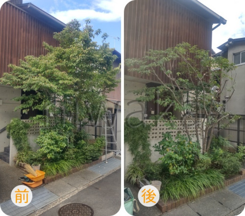 ヤマボウシの剪定