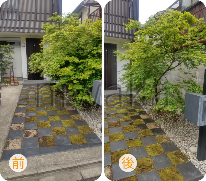 モミジの手入れ