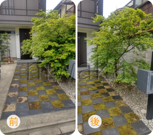 モミジの手入れ