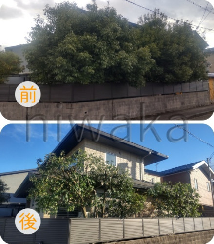 シラカシの剪定