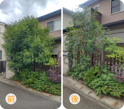 シマトネリコの剪定