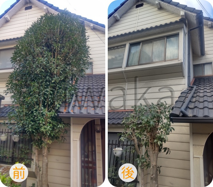 キンモクセイ高さ下げ